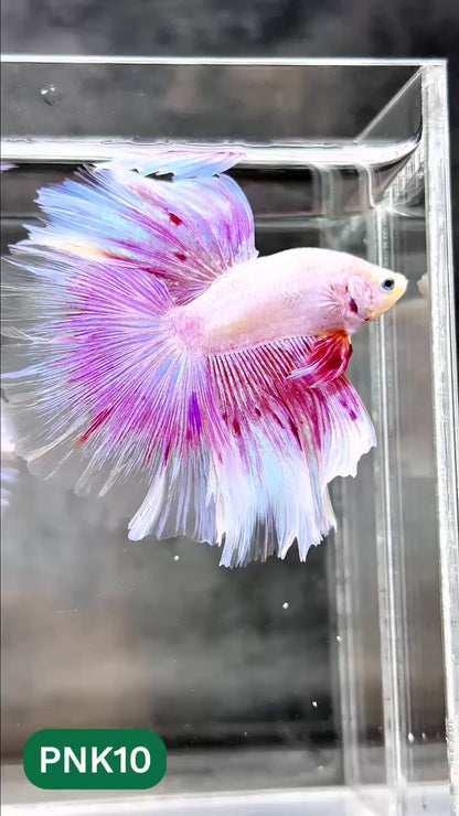 Pink Halfmoon Male Betta Fish | You Pick Fish | Order Directly From Farm