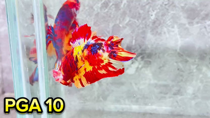 King Giant Plakat Male Betta Fish | You Pick Fish | High Grade