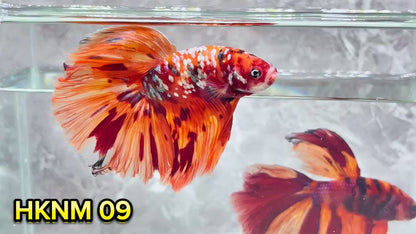 Nemo Halfmoon Male Betta Fish | Order Directly From Farm | You Pick Fish