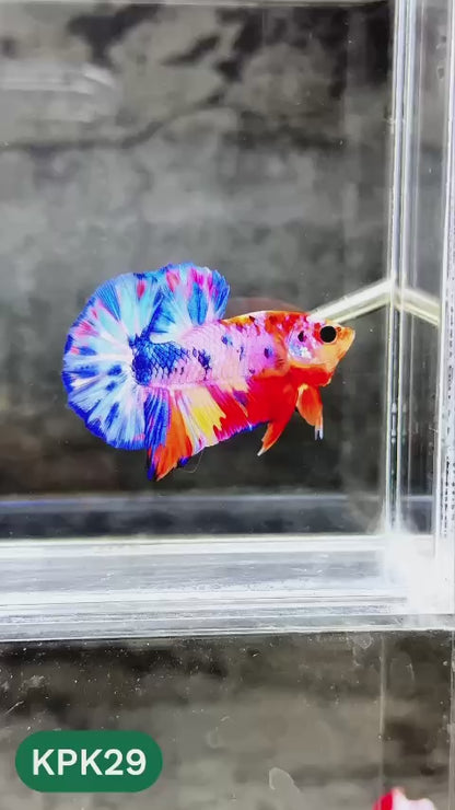 Multicolor Plakat Male Betta Fish |Show Grade|  You Pick Fish