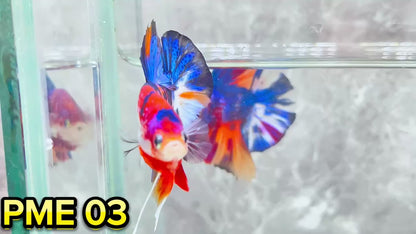 Metallic Plakat Betta Fish | You Pick Betta | Show Grade