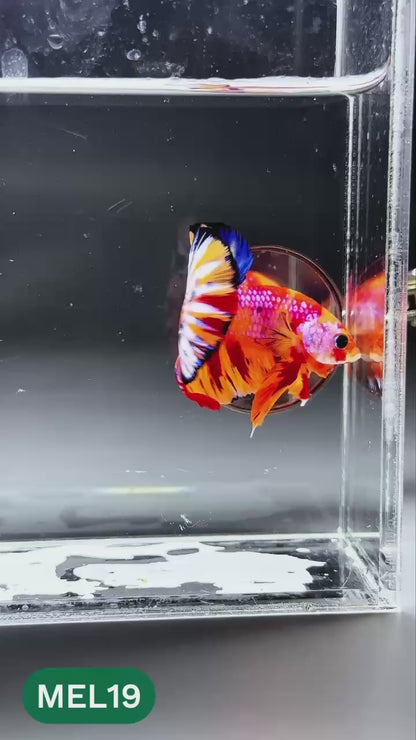 Multicolor Metallic Plakat Male Betta Fish | You Pick Fish | Exclusive Grade