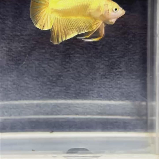 Super Gold Plakat Male Betta Fish