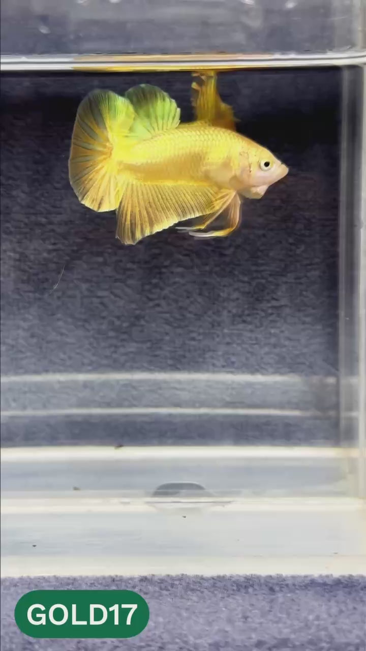 Super Gold Plakat Male Betta Fish