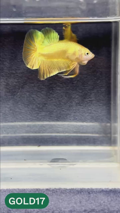 Super Gold Plakat Male Betta Fish