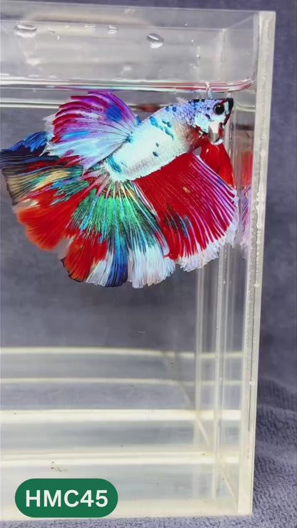 Multicolor Halfmoon Male Betta Fish | Order Directly From Farm | You Pick Fish