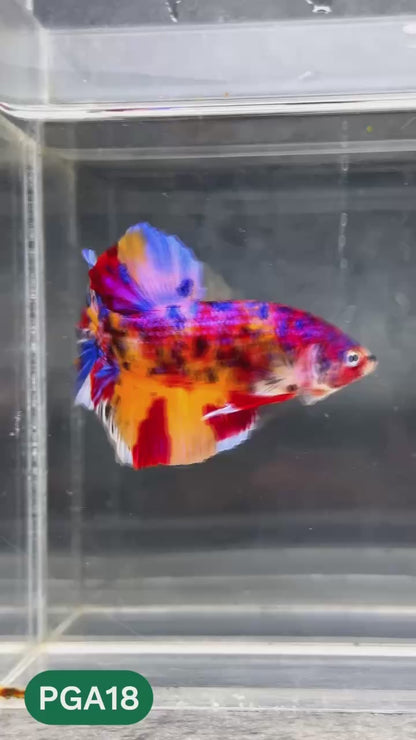King Giant Plakat Male Betta Fish | You Pick Fish | High Grade