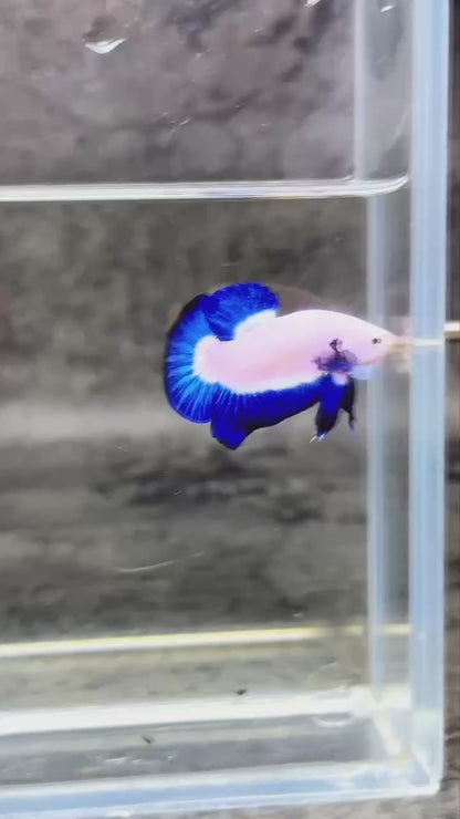 Marble Rim Plakat Male Betta Fish | You Pick Betta