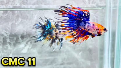 Crowntail Multicolor Male Betta Fish | High Grade | You Pick Fish |