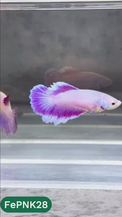 Pink Halfmoon Female Betta Fish | You Pick Fish | Rare Color