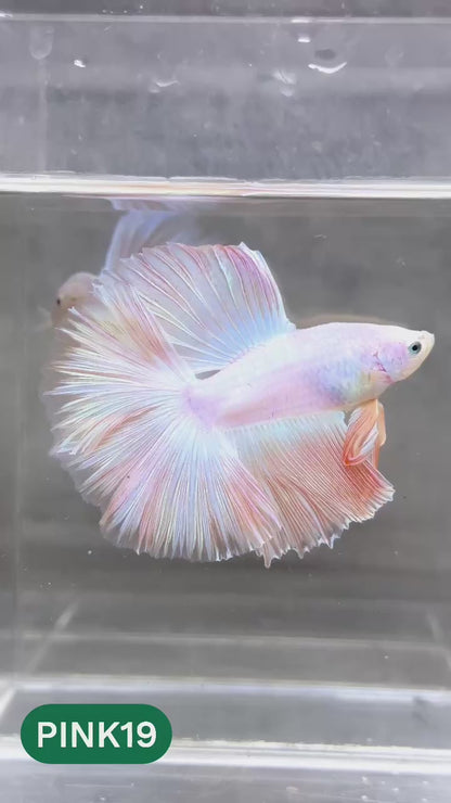Pink Halfmoon Male Betta Fish | You Pick Fish | Order Directly From Farm