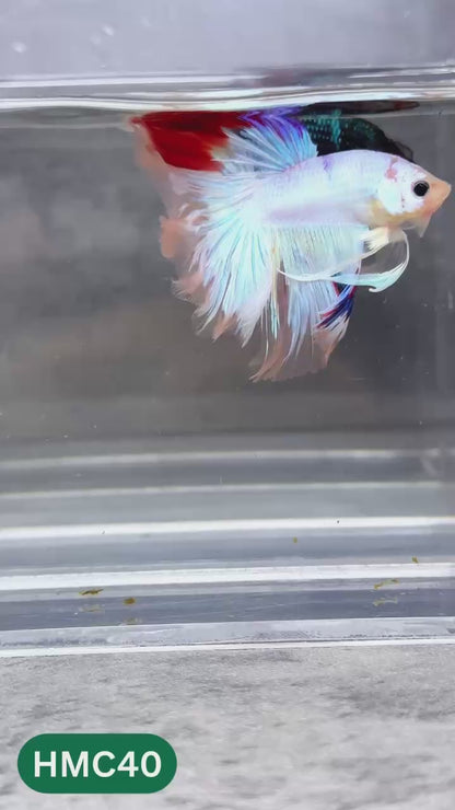 Multicolor Halfmoon Male Betta Fish | High Grade | Order Directly From Farm |  You Pick Fish |