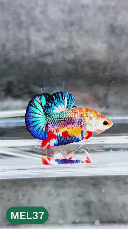 Metallic Plakat Betta Fish | You Pick Betta | Exotic Fish