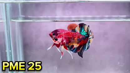 Metallic Plakat Betta Fish | You Pick Betta | Show Grade