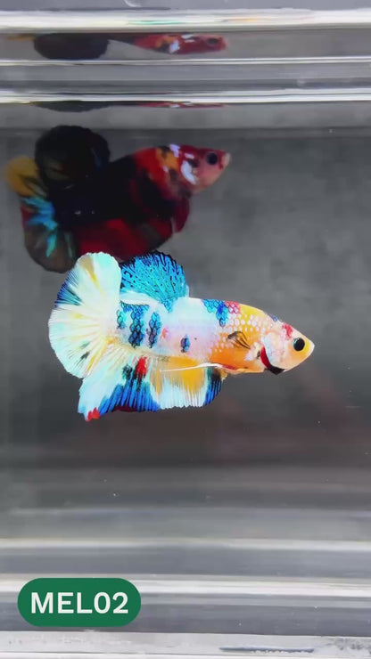 Metallic Plakat Betta Fish | You Pick Betta | Show Grade
