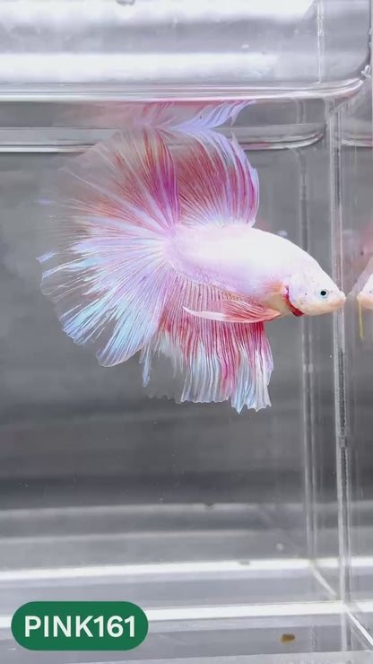 Pink Halfmoon Male Betta Fish | You Pick Fish | Order Directly From Farm