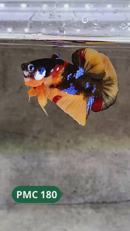 Multicolor Plakat Male Betta Fish |Show Grade|  You Pick Fish