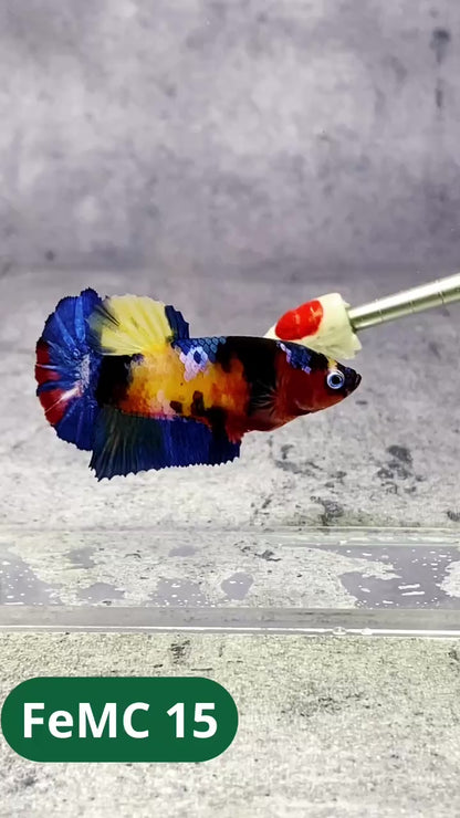 Multicolor Female Betta Fish | You Pick Fish | High Grade