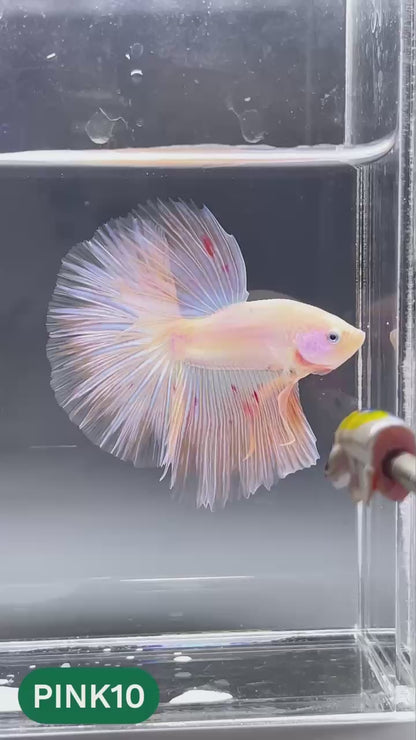 Pink Halfmoon Male Betta Fish | You Pick Fish | Order Directly From Farm