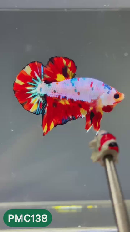 Multicolor Plakat Male Betta Fish |Show Grade|  You Pick Fish