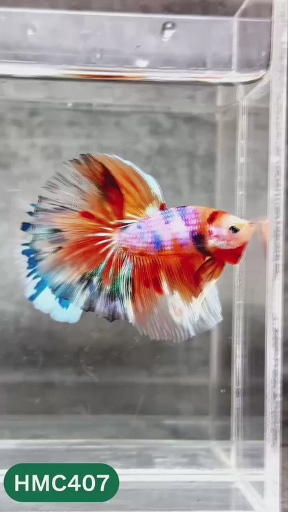 Multicolor Halfmoon Male Betta Fish | Order Directly From Farm | You Pick Fish