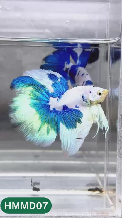 Blue Marble Dot Halfmoon Male Betta Fish | Order Directly From Farm | You Pick Fish