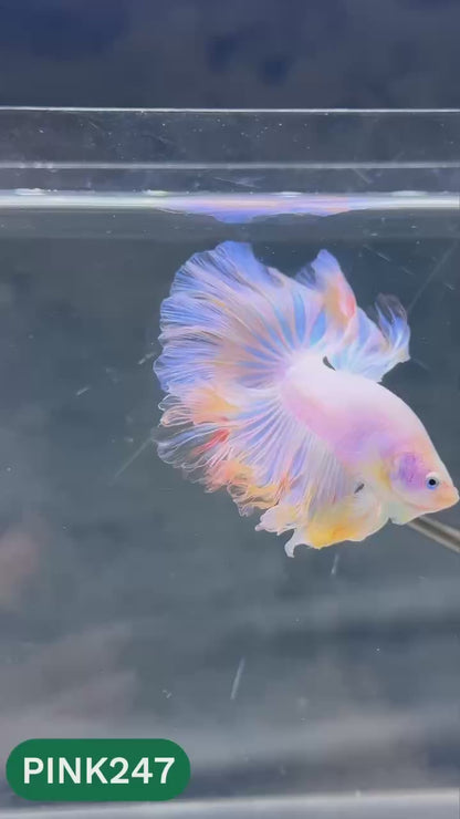 Pink Halfmoon Male Betta Fish | You Pick Fish | Order Directly From Farm
