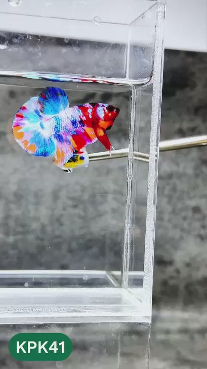 Multicolor Plakat Male Betta Fish |Show Grade|  You Pick Fish