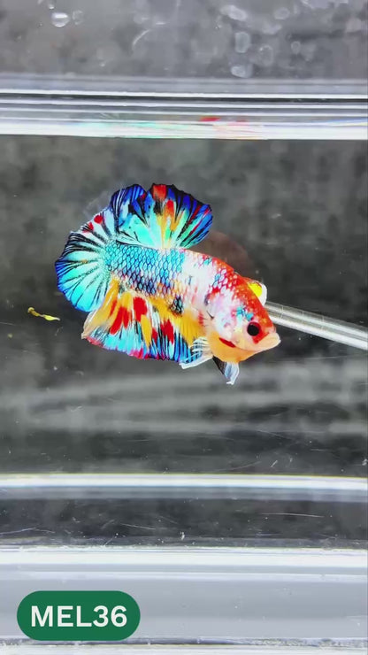 Metallic Plakat Betta Fish | You Pick Betta | Exotic Fish
