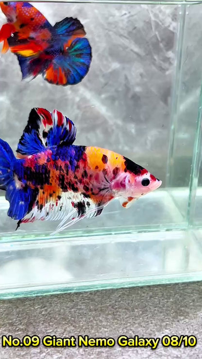 King Giant Plakat Male Betta Fish | You Pick Fish | High Grade