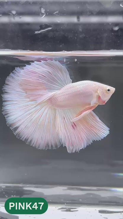 Pink Halfmoon Male Betta Fish | You Pick Fish | Order Directly From Farm