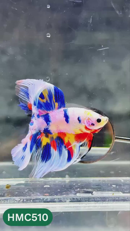 Nemo Halfmoon Male Betta Fish | Order Directly From Farm | You Pick Fish