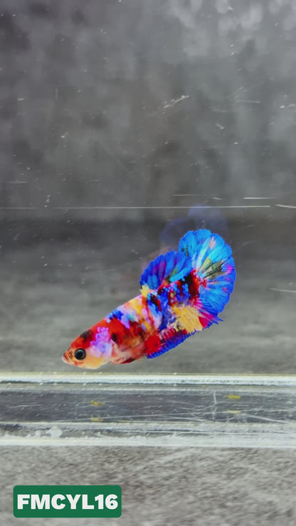 Multicolor Yellow Base Female Betta Fish | You Pick Fish  | High Grade