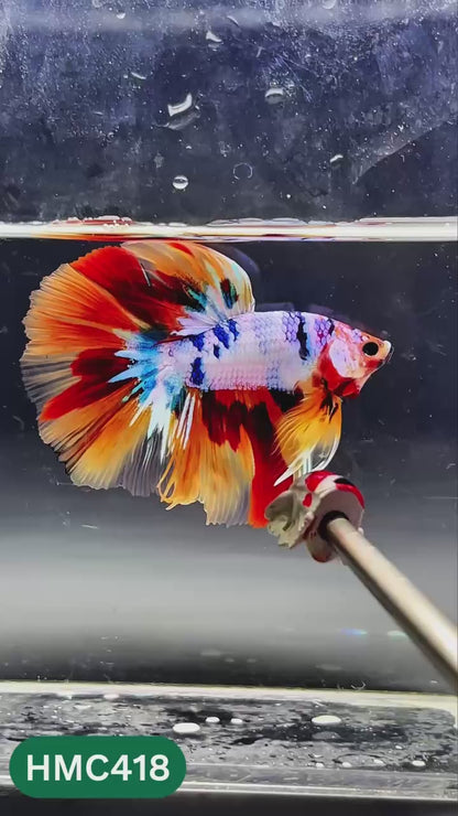 Nemo Halfmoon Male Betta Fish | Order Directly From Farm | You Pick Fish