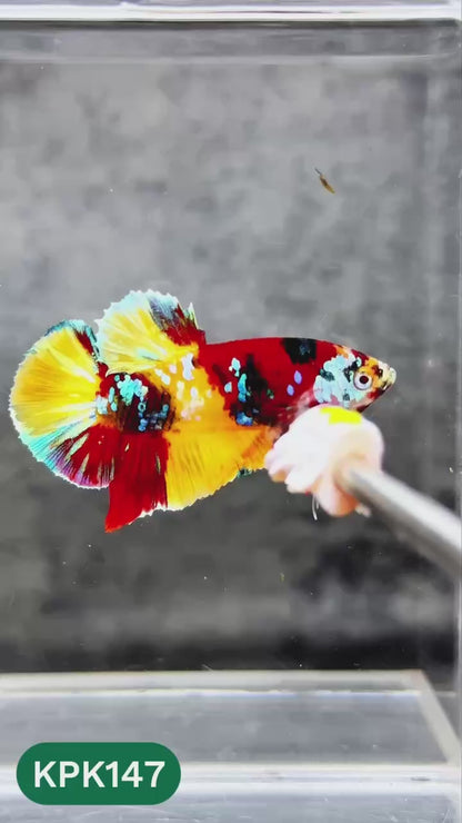 Multicolor Yellow Base Plakat Male Betta Fish | Order Directly From Farm |  You Pick Fish