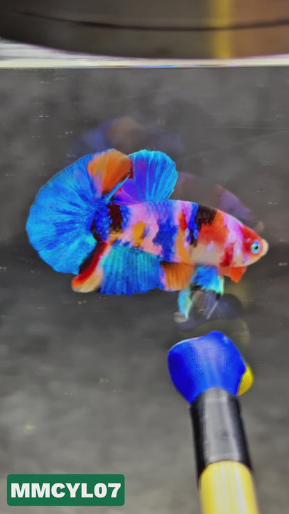 Multicolor Yellow Base Plakat Male Betta Fish | Order Directly From Farm|  You Pick Fish