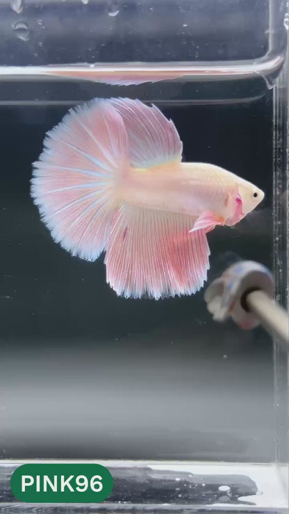 Pink Halfmoon Male Betta Fish | You Pick Fish | Order Directly From Farm