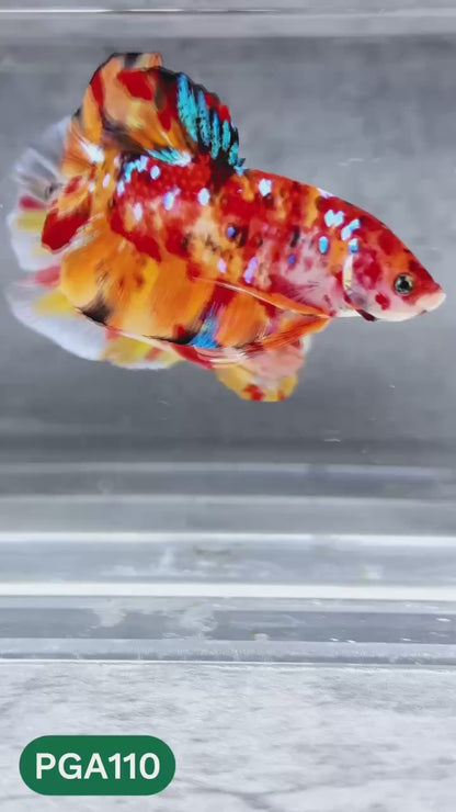 King Giant Plakat Male Betta Fish | You Pick Fish | High Grade