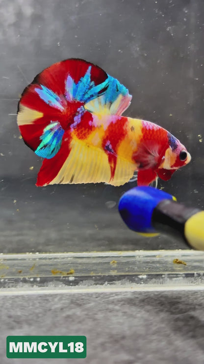 Multicolor Yellow Base Plakat Male Betta Fish | Order Directly From Farm|  You Pick Fish