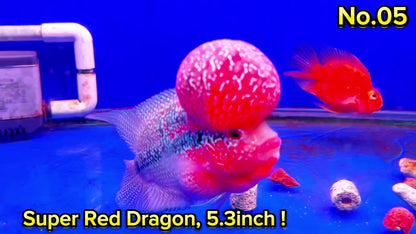 Super Red Dragon Flowerhorn Cichlid | High Grade | You Pick Fish