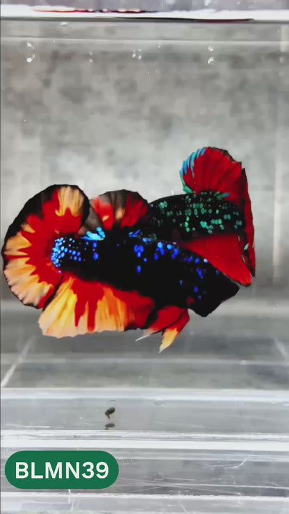 Dark Flame Hellfire Plakat Male Betta Fish | You Pick Fish | Rare Betta
