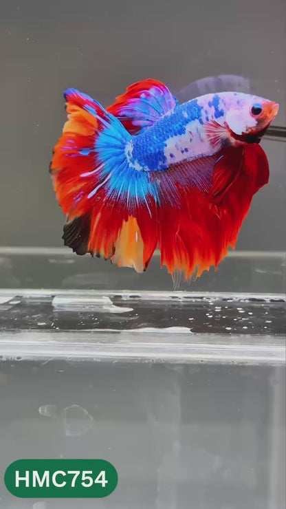 Multicolor Halfmoon Male Betta Fish | High Grade | Order Directly From Farm |  You Pick Fish |