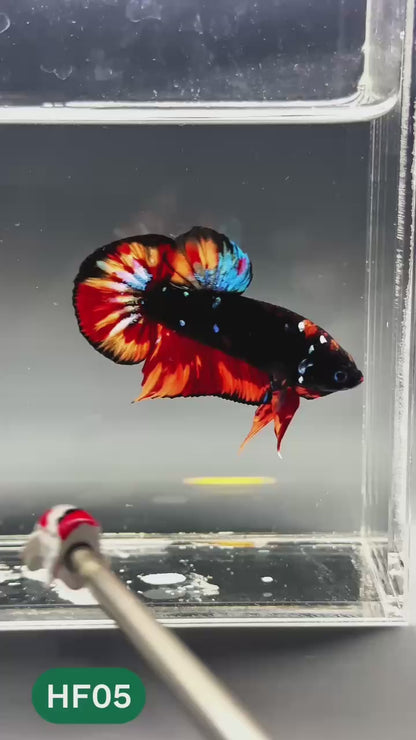 Dark Flame Hellfire Plakat Male Betta Fish | You Pick Fish | Exotic Betta