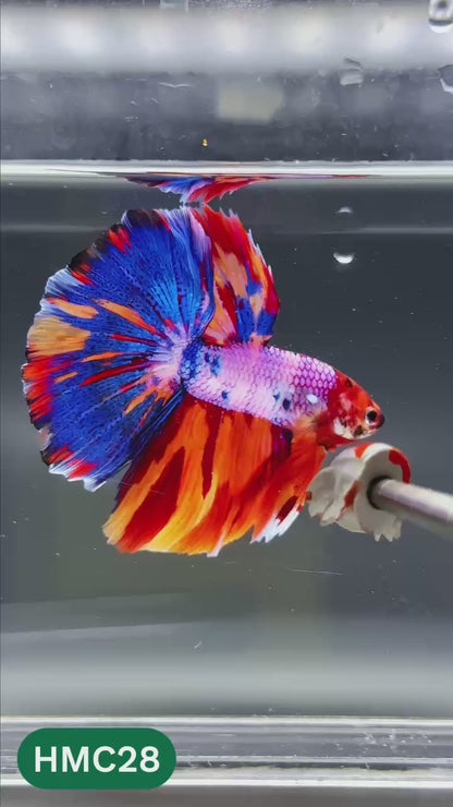 Multicolor Halfmoon Male Betta Fish | High Grade | Order Directly From Farm |  You Pick Fish |