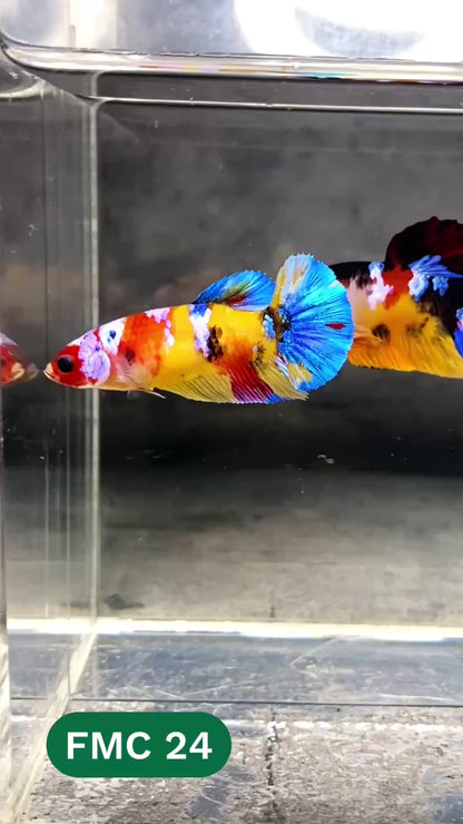 Multicolor Female Betta Fish | You Pick Fish | High Grade