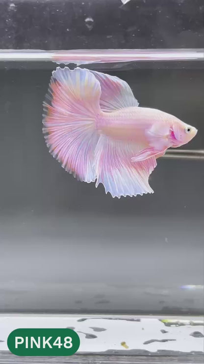 Pink Halfmoon Male Betta Fish | You Pick Fish | Order Directly From Farm