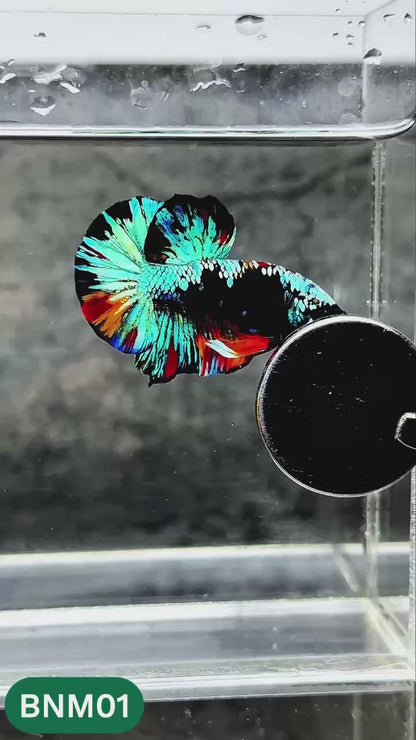 Dark Flame Hellfire Plakat Male Betta Fish | You Pick Fish | Rare Betta