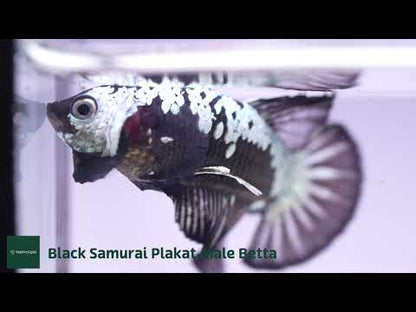 Black Samurai Plakat Male Betta