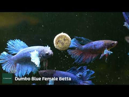 Dumbo Blue Female Betta Fish Sorority