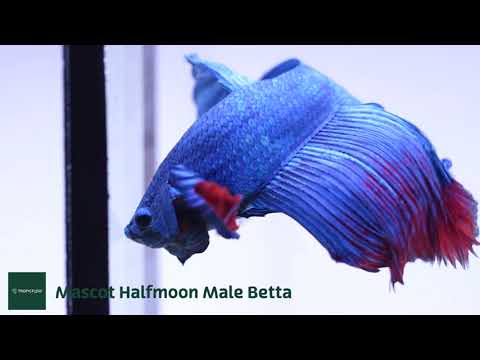 Teal Betta Fish mascot costume character dressed with a Jacket and Hat pins